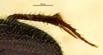 Media type: image;   Entomology 36155 Aspect: hind tibia
